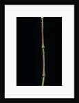 Chimonobambusa tumidissinoda (walking stick bamboo) by Anonymous