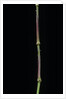 Chimonobambusa tumidissinoda (walking stick bamboo) by Anonymous