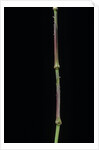Chimonobambusa tumidissinoda (walking stick bamboo) by Anonymous