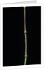 Chimonobambusa tumidissinoda (walking stick bamboo) by Anonymous