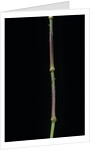 Chimonobambusa tumidissinoda (walking stick bamboo) by Anonymous
