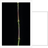 Chimonobambusa tumidissinoda (walking stick bamboo) by Anonymous