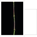 Chimonobambusa tumidissinoda (walking stick bamboo) by Anonymous