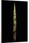 Chusquea breviglumis (bamboo) - shoot by Anonymous