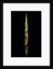 Chusquea breviglumis (bamboo) - shoot by Anonymous