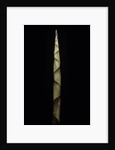 Chusquea breviglumis (bamboo) - shoot by Anonymous