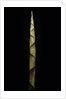 Chusquea breviglumis (bamboo) - shoot by Anonymous