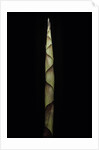Chusquea breviglumis (bamboo) - shoot by Anonymous