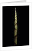 Chusquea breviglumis (bamboo) - shoot by Anonymous