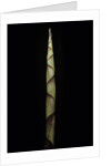 Chusquea breviglumis (bamboo) - shoot by Anonymous