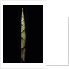 Chusquea breviglumis (bamboo) - shoot by Anonymous