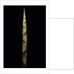 Chusquea breviglumis (bamboo) - shoot by Anonymous