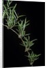 Chusquea quila (bamboo) by Anonymous