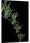 Chusquea quila (bamboo) by Anonymous