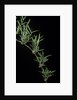 Chusquea quila (bamboo) by Anonymous