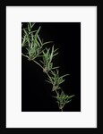 Chusquea quila (bamboo) by Anonymous