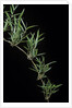 Chusquea quila (bamboo) by Anonymous