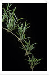 Chusquea quila (bamboo) by Anonymous