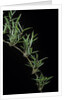 Chusquea quila (bamboo) by Anonymous