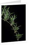 Chusquea quila (bamboo) by Anonymous
