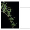Chusquea quila (bamboo) by Anonymous