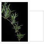 Chusquea quila (bamboo) by Anonymous