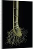 Cut-away section of a bamboo's culm by Anonymous