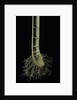 Cut-away section of a bamboo's culm by Anonymous