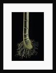 Cut-away section of a bamboo's culm by Anonymous