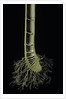 Cut-away section of a bamboo's culm by Anonymous