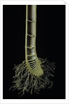 Cut-away section of a bamboo's culm by Anonymous