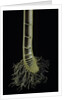 Cut-away section of a bamboo's culm by Anonymous