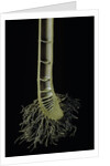 Cut-away section of a bamboo's culm by Anonymous