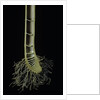 Cut-away section of a bamboo's culm by Anonymous