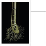Cut-away section of a bamboo's culm by Anonymous