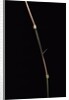 Dinochloa scandens (Java climbing bamboo) - shoot by Anonymous