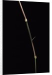Dinochloa scandens (Java climbing bamboo) - shoot by Anonymous