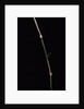 Dinochloa scandens (Java climbing bamboo) - shoot by Anonymous