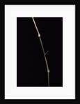 Dinochloa scandens (Java climbing bamboo) - shoot by Anonymous