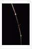 Dinochloa scandens (Java climbing bamboo) - shoot by Anonymous