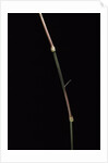 Dinochloa scandens (Java climbing bamboo) - shoot by Anonymous