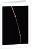 Dinochloa scandens (Java climbing bamboo) - shoot by Anonymous