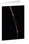 Dinochloa scandens (Java climbing bamboo) - shoot by Anonymous