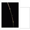 Dinochloa scandens (Java climbing bamboo) - shoot by Anonymous
