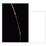 Dinochloa scandens (Java climbing bamboo) - shoot by Anonymous