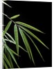 Drepanostachyum falcatum (Slender bamboo) - leaf by Anonymous