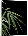 Drepanostachyum falcatum (Slender bamboo) - leaf by Anonymous