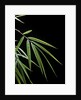 Drepanostachyum falcatum (Slender bamboo) - leaf by Anonymous