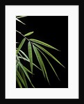 Drepanostachyum falcatum (Slender bamboo) - leaf by Anonymous