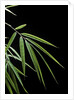 Drepanostachyum falcatum (Slender bamboo) - leaf by Anonymous